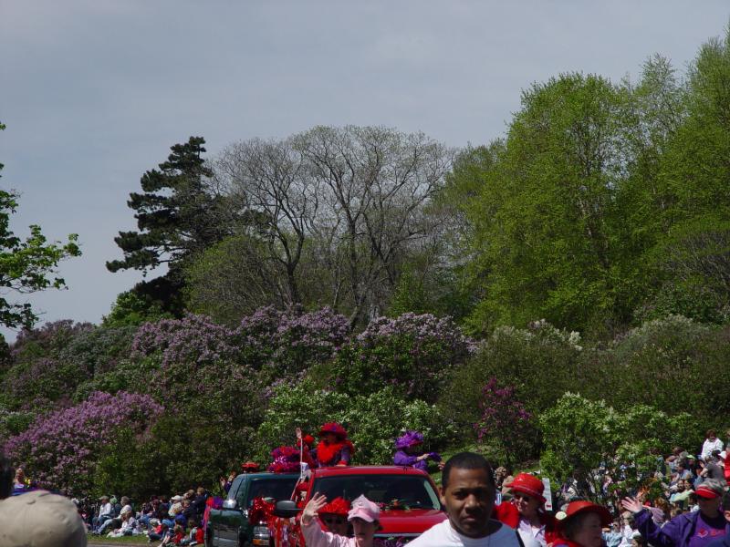 Red Hats following along, and lilacs